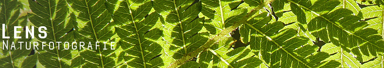 GreenLens.de - Headerbild