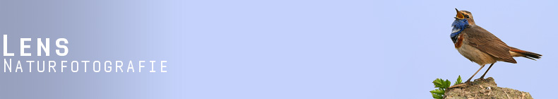 GreenLens.de - Headerbild