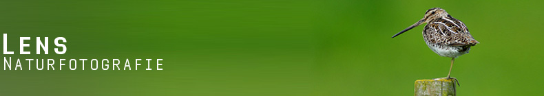 GreenLens.de - Headerbild