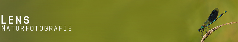 GreenLens.de - Headerbild