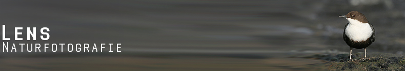 GreenLens.de - Headerbild