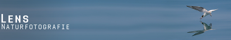 GreenLens.de - Headerbild