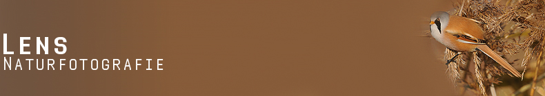 GreenLens.de - Headerbild