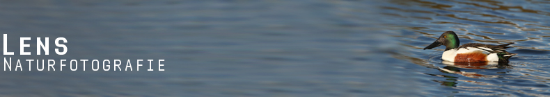 GreenLens.de - Headerbild