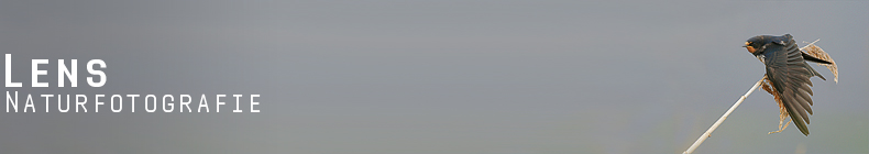 GreenLens.de - Headerbild