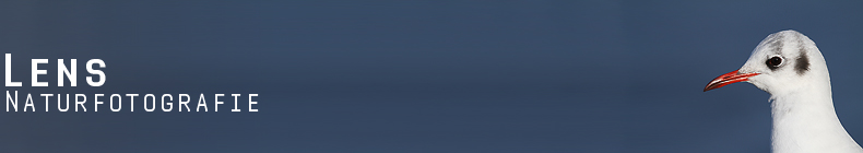 GreenLens.de - Headerbild