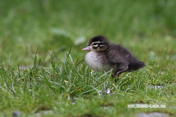Brautente - Copyright Christoph Moning