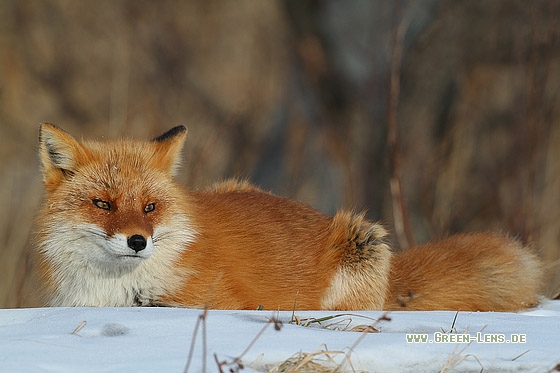 Rotfuchs - Copyright Stefan Pfützke