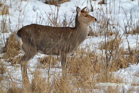 Sikahirsch - Copyright Stefan Pfützke