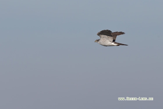 Habicht - Copyright Mathias Putze