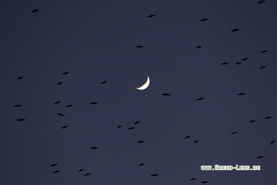 Saatkrähe - Copyright Mathias Putze