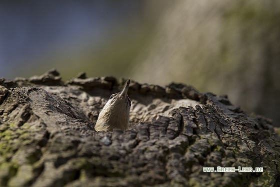 Kleiber - Copyright Mathias Putze