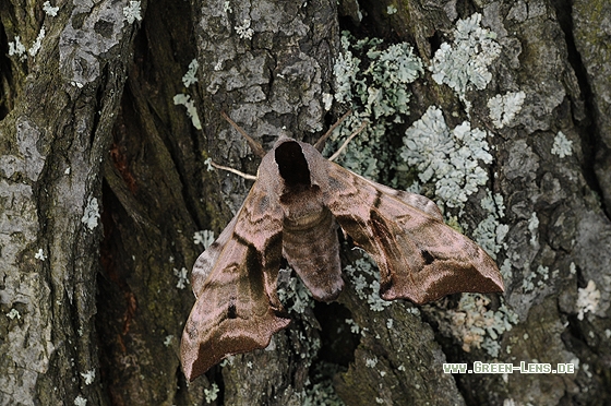 Abendpfaueauge - Copyright Christian Gelpke