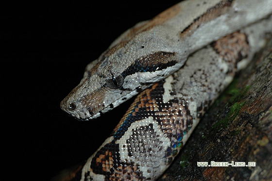 Abgottschlange - Copyright Christian Gelpke