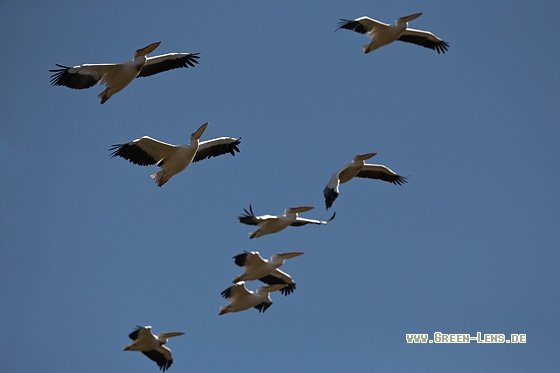 Rosapelikan - Copyright Mathias Putze