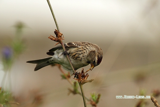 Birkenzeisig - Copyright Stefan Pfützke