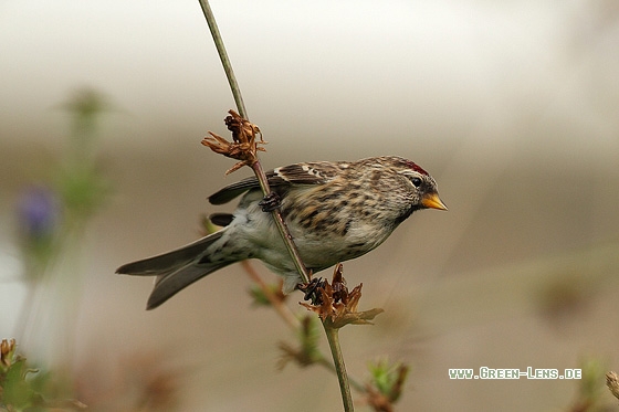 Birkenzeisig - Copyright Stefan Pfützke