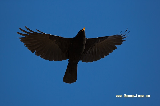Alpendohle - Copyright Mathias Putze