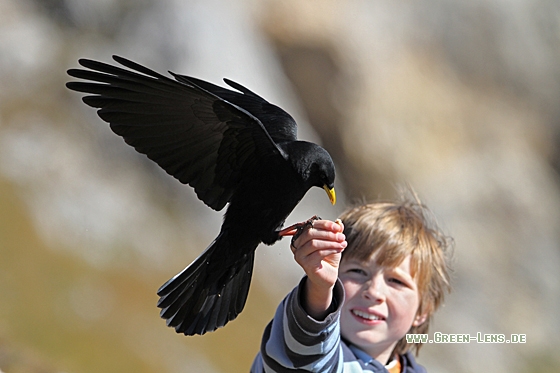 Alpendohle - Copyright Christoph Moning