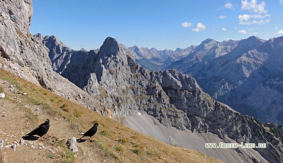 Alpendohle - Copyright Christoph Moning
