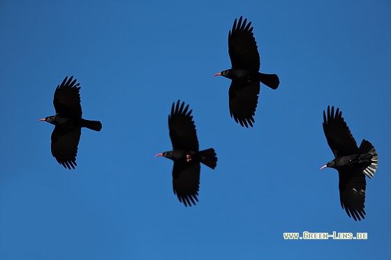 Alpenkrähe - Copyright Mathias Putze