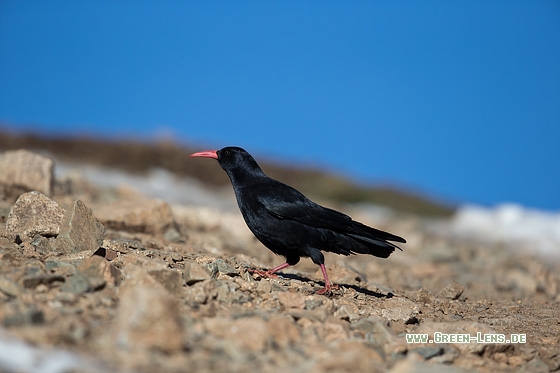 Alpenkrähe - Copyright Mathias Putze