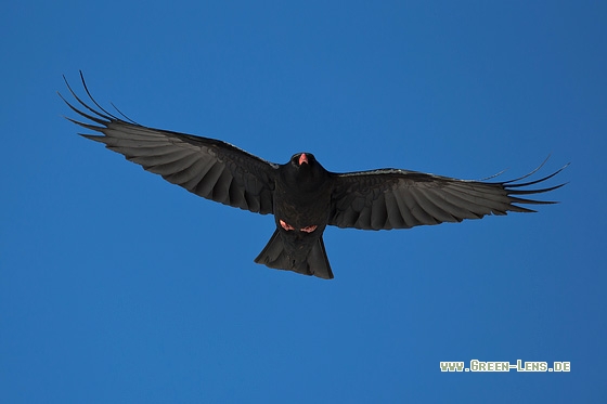 Alpenkrähe - Copyright Mathias Putze