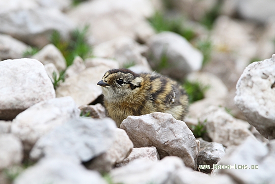 Alpenschneehuhn - Copyright Christoph Moning