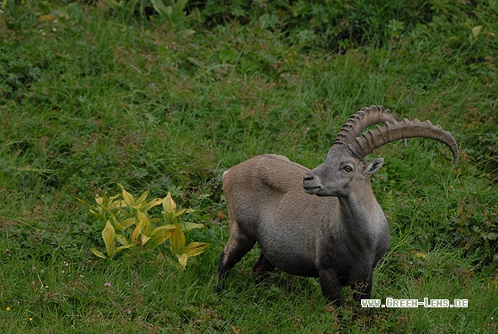 Alpensteinbock - Copyright Christian Gelpke