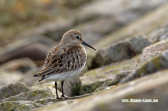 Alpenstrandläufer - Copyright Stefan Pfützke