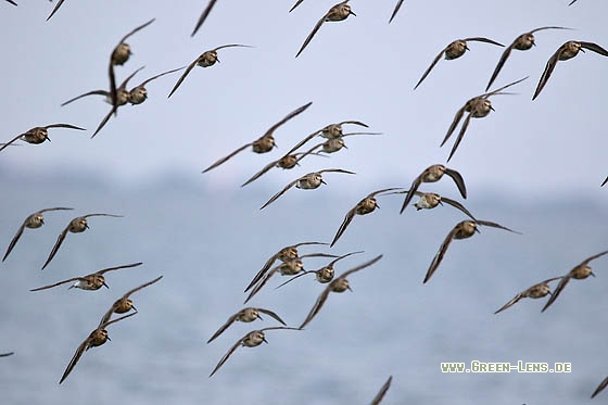 Alpenstrandläufer - Copyright Stefan Pfützke