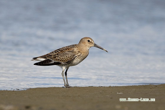 Alpenstrandläufer - Copyright Stefan Pfützke