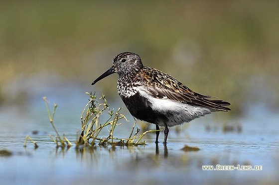 Alpenstrandläufer - Copyright Stefan Pfützke