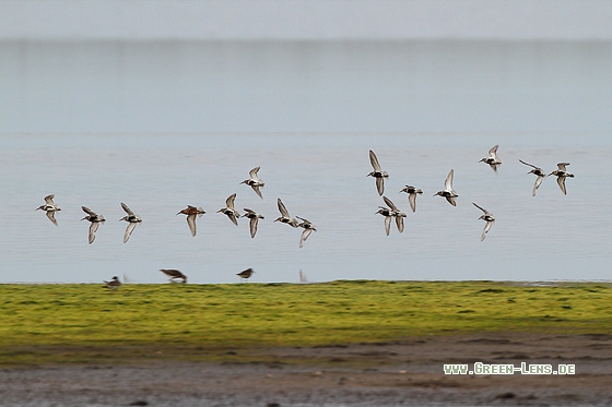 Alpenstrandläufer - Copyright Stefan Pfützke