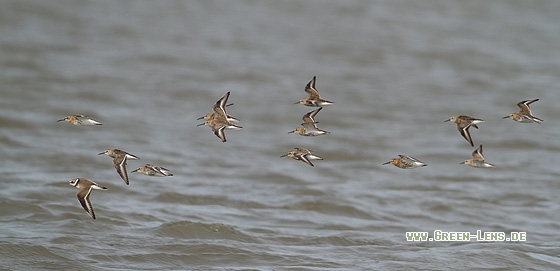 Alpenstrandläufer - Copyright Stefan Pfützke