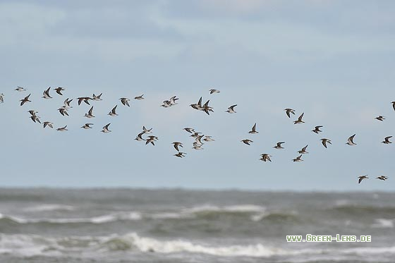 Alpenstrandläufer - Copyright 