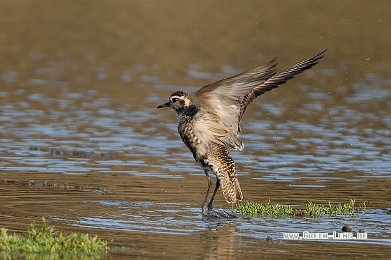 Amerikanischer Goldregenpfeifer - Copyright Stefan Pfützke