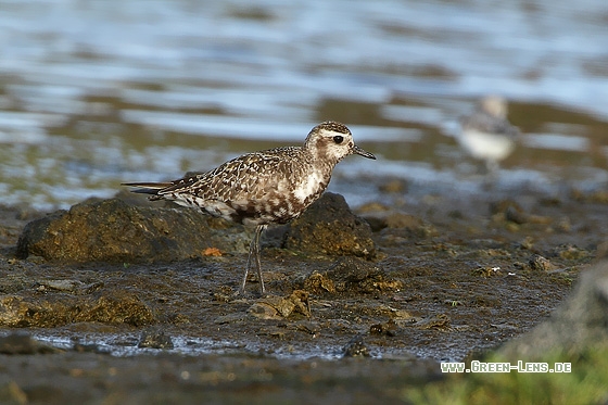 Amerikanischer Goldregenpfeifer - Copyright Stefan Pfützke