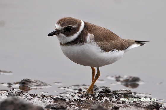 Amerikanischer Sandregenpfeifer - Copyright Stefan Pfützke