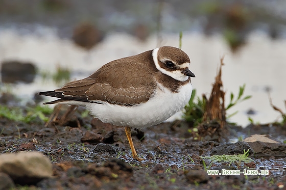 Amerikanischer Sandregenpfeifer - Copyright Stefan Pfützke