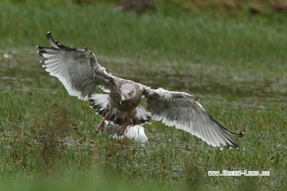 Amerik. Silbermöwe - Copyright Stefan Pfützke