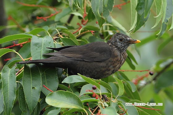 Amsel - Copyright Stefan Pfützke