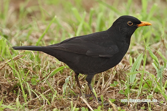 Amsel - Copyright Stefan Pfützke