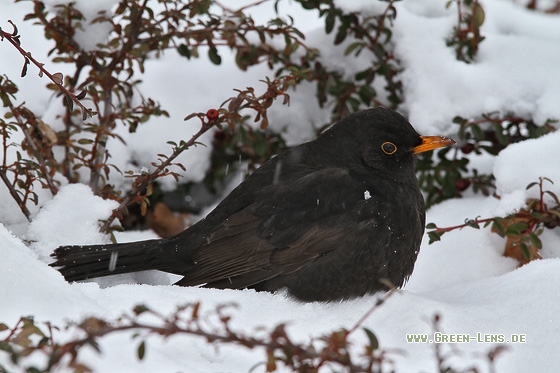Amsel - Copyright Stefan Pfützke