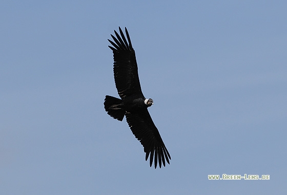 Andenkondor - Copyright Christian Gelpke