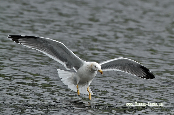 Mittelmeermöwe - Copyright Stefan Pfützke