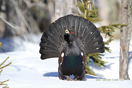 Auerhuhn - Copyright Christoph Moning
