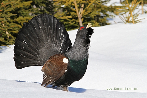 Auerhuhn - Copyright Christoph Moning