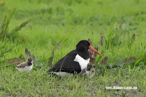 Austernfischer - Copyright Stefan Pfützke