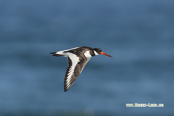 Austernfischer - Copyright Stefan Pfützke